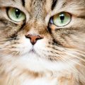 Vegane und vegetarische Ernährung für Hunde und Katzen: Erfahrungen und Meinungen aus Deutschland