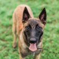 Die rechtlichen Grundlagen der Tieraufnahme in Deutschland: Rechte und Pflichten neuer Tierhalter