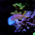 Der Einfluss von Leitungswasser auf die Wasserchemie im heimischen Aquarium