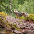 Die besten Reiseziele in Deutschland für den Urlaub mit Hund