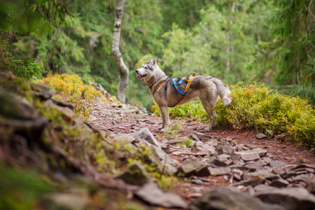 Die besten Reiseziele in Deutschland für den Urlaub mit Hund