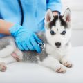 Akupunktur bei Tieren: Wissenschaftliche Evidenz und Praxisbeispiele aus Deutschland