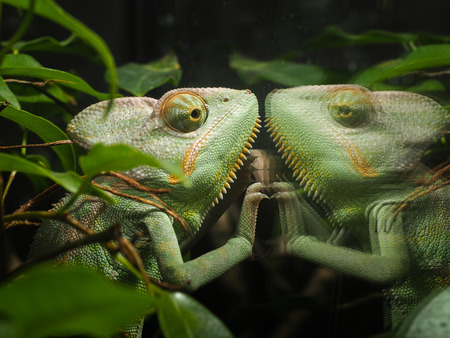 Terrarienbau für anspruchsvolle Arten: Vom Wüstenterrarium bis zum Regenwaldterrarium