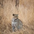 Die wichtigsten Eigenschaften von Leopardgeckos für Einsteiger in der Terraristik