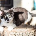 Sozialverhalten zwischen Katzen: Freundschaften, Rivalität und Hierarchie