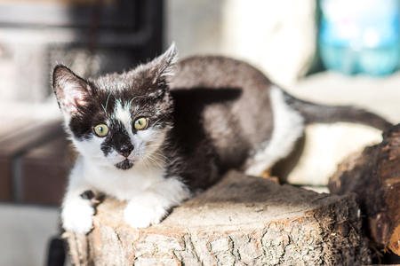 Sozialverhalten zwischen Katzen: Freundschaften, Rivalität und Hierarchie