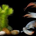 Die beliebtesten Aquariumfische in Deutschland: Pflege, Verhalten und Besonderheiten