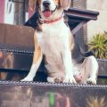 Resozialisierung und Geduld: Tierschutztiere bei der Eingewöhnung unterstützen