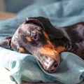 Tipps zur Wohnungsbesichtigung mit Hund oder Katze