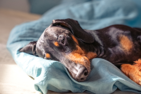 Tipps zur Wohnungsbesichtigung mit Hund oder Katze