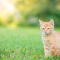 Innovative Katzentoiletten: Selbstreinigende Systeme im Test