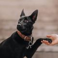 DIY-Hundezubehör: Anleitungen aus deutschen Haushalten für kreative Accessoires