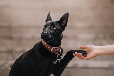 DIY-Hundezubehör: Anleitungen aus deutschen Haushalten für kreative Accessoires