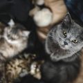 Wie setzen sich Tierarztkosten zusammen? Ein Blick auf Gebührenordnung und versteckte Kosten