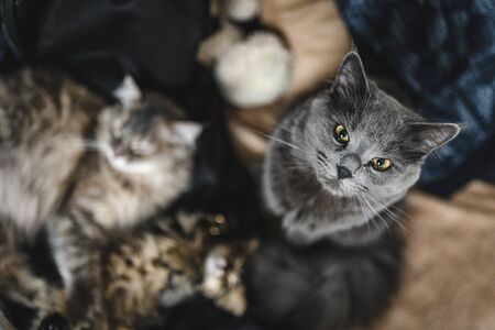 Wie setzen sich Tierarztkosten zusammen? Ein Blick auf Gebührenordnung und versteckte Kosten