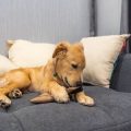 Internationale Tierschutzorganisationen mit Sitz in Deutschland