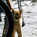 Norwegische Waldkatze: Naturverbundenheit und Geschichte im Norden Deutschlands