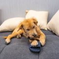 Superfoods für Hunde: Von Chiasamen bis Heidelbeere – sinnvoll oder überflüssig?