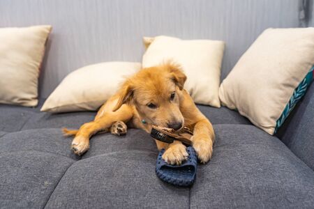 Superfoods für Hunde: Von Chiasamen bis Heidelbeere – sinnvoll oder überflüssig?