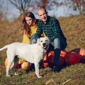 Kinder und Erste Hilfe beim Haustier: Aufklärung und Prävention in der Familie