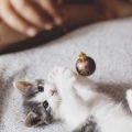 Mehrkatzenhaushalt: Gemeinsames Spielen und individuelle Beschäftigung