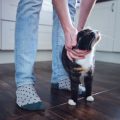 Clickertraining bei Katzen: Wie Sie durch spielerisches Training die Bindung stärken