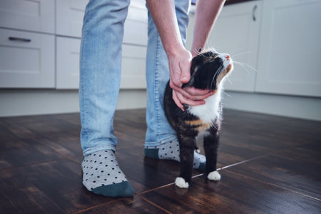 Clickertraining bei Katzen: Wie Sie durch spielerisches Training die Bindung stärken