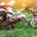 Die besten Hundewälder und Auslaufgebiete in Deutschland