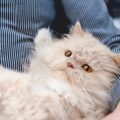 Vorbereitung auf das neue Familienmitglied: Checkliste für zukünftige Tierhalter