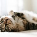 Geruchsneutralisierung: Haushaltsmittel gegen schlechte Gerüche im Katzenklo
