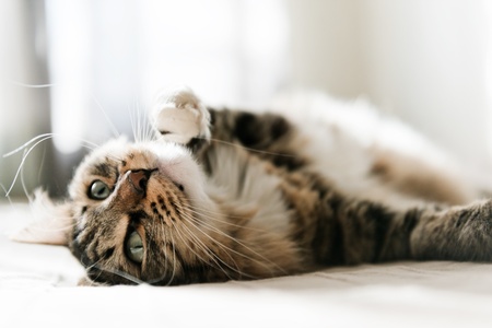 Geruchsneutralisierung: Haushaltsmittel gegen schlechte Gerüche im Katzenklo
