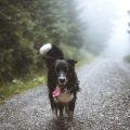 Haftpflichtversicherung und rechtliche Absicherung für Tierhalter in Deutschland
