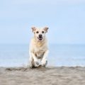 Katzenhaltung im Mietrecht: Was müssen Wohnungskatzen- und Freigängerhalter beachten?