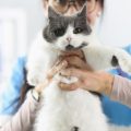 Mythen und Fakten rund um die Katzentoiletten-Hygiene