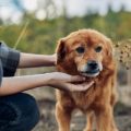 Hausapotheke für Tierbesitzer: Die wichtigsten Schutz- und Behandlungsmittel gegen Parasiten