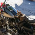 Seniorenkatzen und ihre Ernährung: Futteranpassung im Alter und häufige Alterskrankheiten