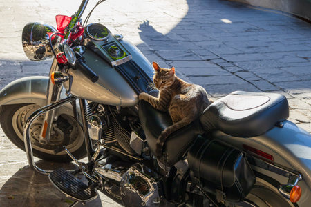 Seniorenkatzen und ihre Ernährung: Futteranpassung im Alter und häufige Alterskrankheiten