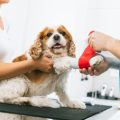 Die Bedeutung von Kastration und Sterilisation bei adoptierten Tieren