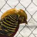Vogelsprache und Verhalten verstehen: Ein Leitfaden für Anfänger