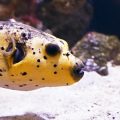 Wasserwerte messen und stabilisieren: Praxiswissen für gesunde Aquarien-Biotope