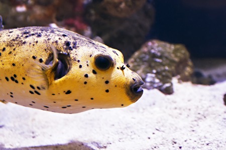 Wasserwerte messen und stabilisieren: Praxiswissen für gesunde Aquarien-Biotope