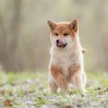 Notfälle beim Tierarzt: Wie teuer sind Notfallbehandlungen und wie kann man vorsorgen?
