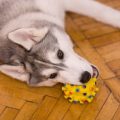 Leckerli, Lob und Spiel: Belohnungssysteme im deutschen Hundetraining