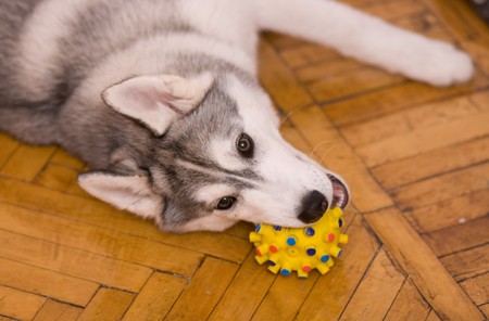 Leckerli, Lob und Spiel: Belohnungssysteme im deutschen Hundetraining