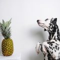 Kostenvergleich: Züchterkauf und Adoption aus dem Tierheim – was ist wirklich teuerer?