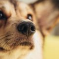 Neue Forschungsergebnisse zu Parasitenresistenzen in Deutschland