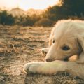 Warum gelingt nicht jede Adoption? Gründe für Ablehnungen und Alternativen