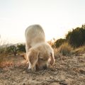 Adoption aus Tierschutzsicht: Vermittlung, Nachkontrolle und Erfahrungen