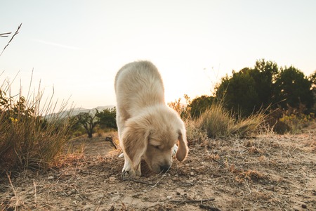 Adoption aus Tierschutzsicht: Vermittlung, Nachkontrolle und Erfahrungen