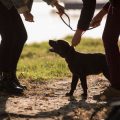 Die Rolle des Tierschutzes bei Impfungen und Tierarztkosten